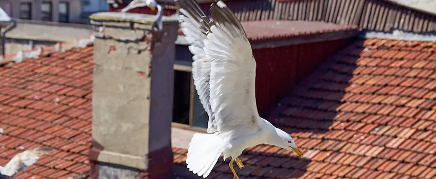 Residential Chimney Animal Removal Solution in Farmington, MO