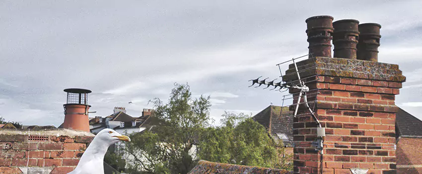 Chimney Cleaning And Restoration in Farmington, Missouri